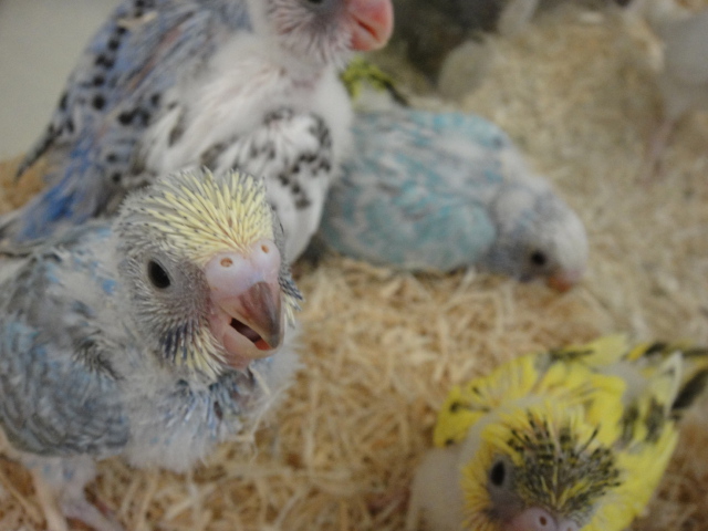 150828 インコ・ハムスター_f0189122_17263548.jpg