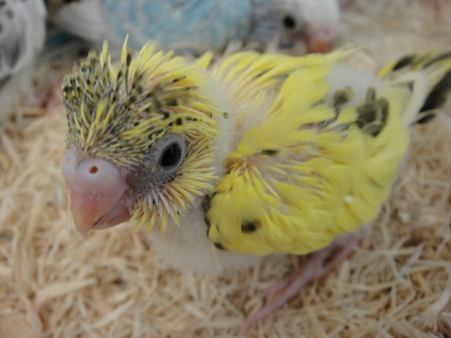 150828 インコ・ハムスター_f0189122_17265834.jpg