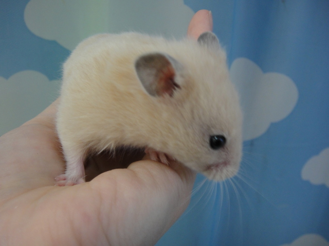 150828 インコ・ハムスター_f0189122_17312440.jpg