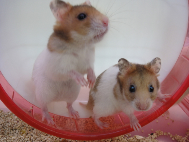 150828 インコ・ハムスター_f0189122_1731394.jpg