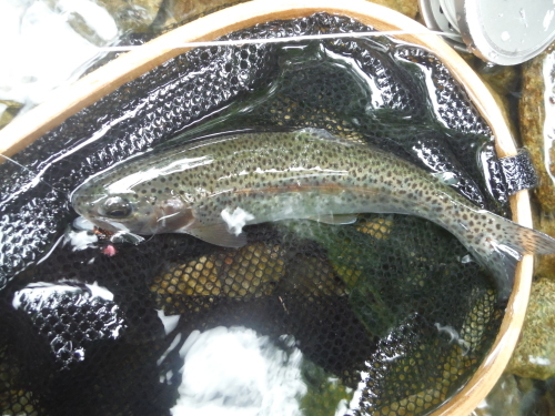K川 リベンジ釣行 その1_c0149633_15350354.jpg