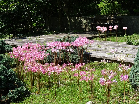 服部緑地緑化植物園のリコリス 2015_b0299042_1525620.jpg