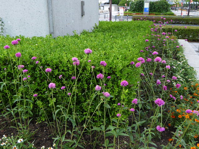 千日紅 ファイアー ワークス 八重咲き秋明菊 小紫の実 フェニックス 風に吹かれて