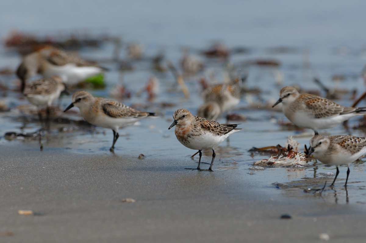 ２０１５年８月、９月の鳥たち_a0039245_23225023.jpg