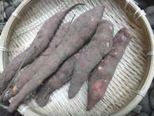 10月5週 どんぐりのおたのしみ_e0256851_0363667.jpg
