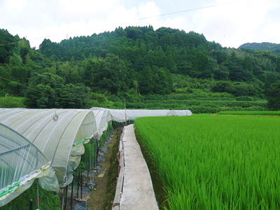 太秋柿 古川果樹園 匠の惜しまぬ手間ひまが台風15号から『太秋柿』を守りました!!_a0254656_18322310.jpg
