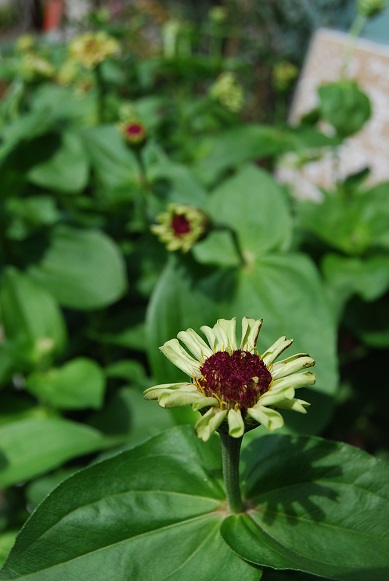花苗、花鉢も徐々に入荷しています。_a0201358_1358375.jpg