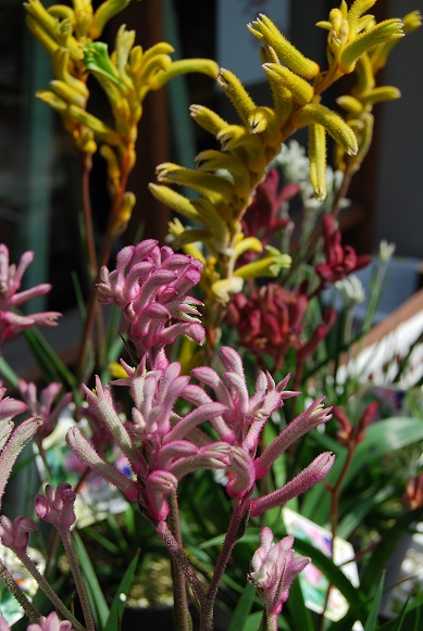 花苗、花鉢も徐々に入荷しています。_a0201358_14105367.jpg