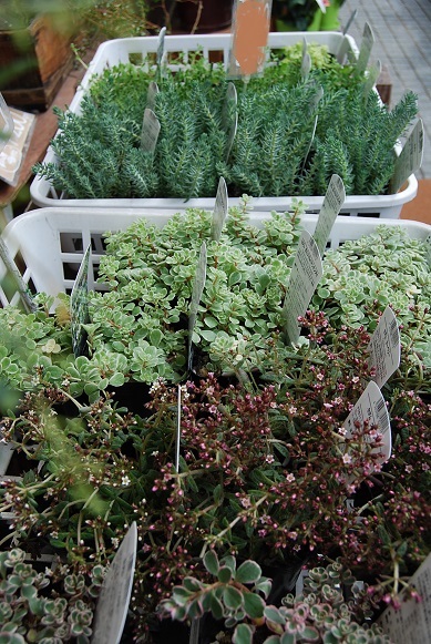 花苗、花鉢も徐々に入荷しています。_a0201358_14153948.jpg