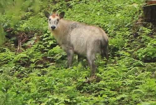 晩夏の朝はカモシカに会いに行く_c0294658_09035248.jpg