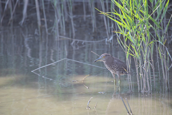 そーっと ＊ 鳥天使ゴイサギ_e0166574_2335225.jpg