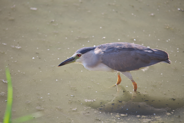 そーっと ＊ 鳥天使ゴイサギ_e0166574_23355276.jpg