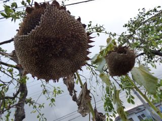 2015年8月28日 プール行かなかった_b0098584_20205674.jpg