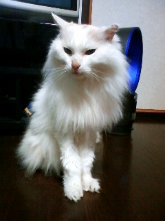 d0039189_02226.jpg