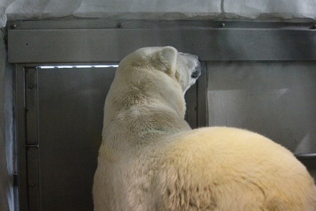 東山動植物園　サスカッチと私の共通点_f0297893_18103622.jpg