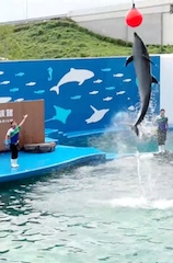 仙台うみの杜水族館イルカショー_c0248013_17493419.jpg