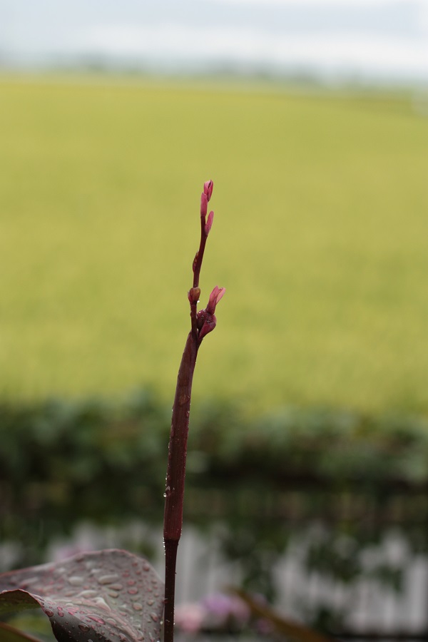 e0211213_95119.jpg
