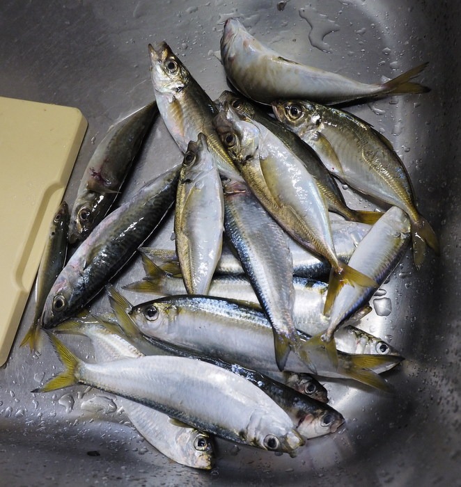夫の釣果_c0116915_2356965.jpg
