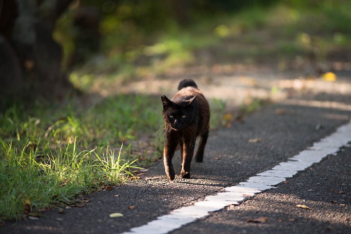 2015年8月30日　晩夏の桜猫たち_b0134829_2137014.jpg