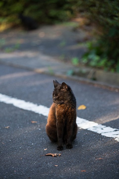 2015年8月30日　晩夏の桜猫たち_b0134829_21371438.jpg