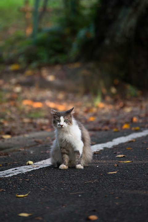 2015年8月30日　晩夏の桜猫たち_b0134829_2138521.jpg