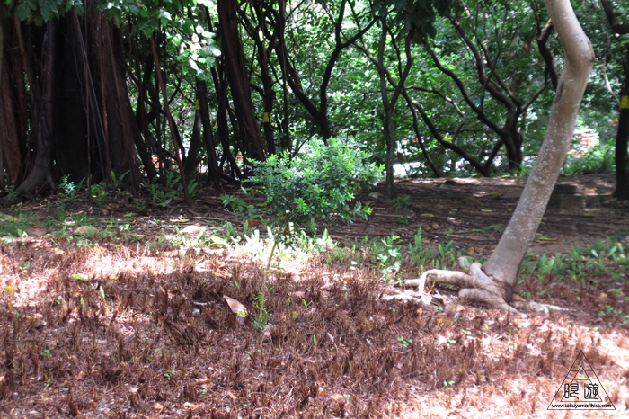 459 Nam Cheong Park ~香港初の本気鳥撮り~_c0211532_2321154.jpg