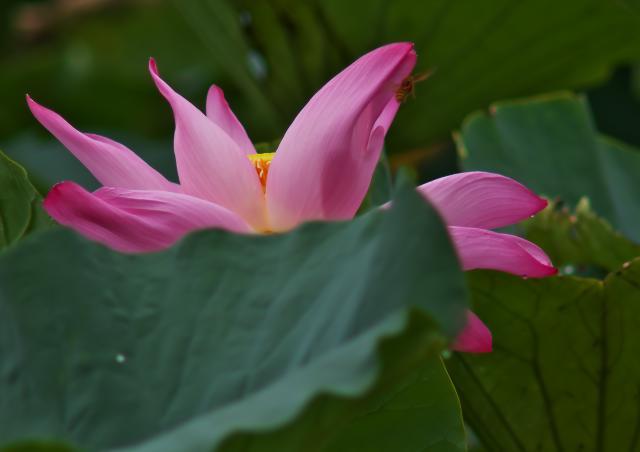 朝の蓮華寺池公園_c0309734_04163031.jpg