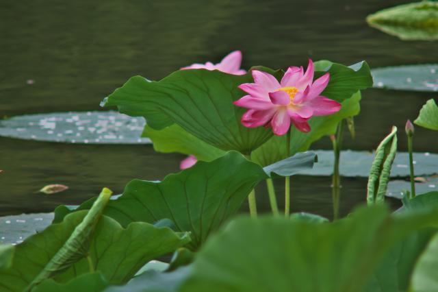 朝の蓮華寺池公園_c0309734_04171174.jpg