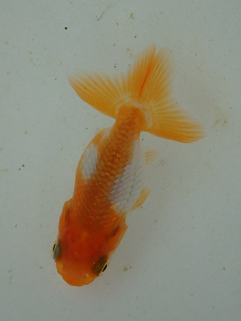 f0334143_9102440.jpg