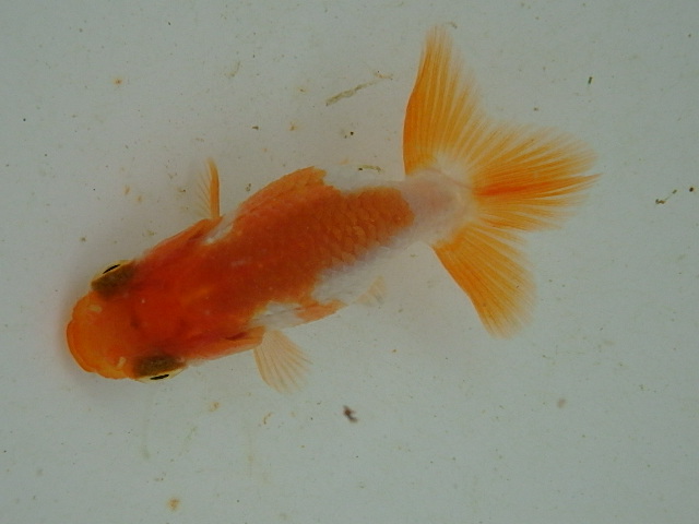 f0334143_9106100.jpg