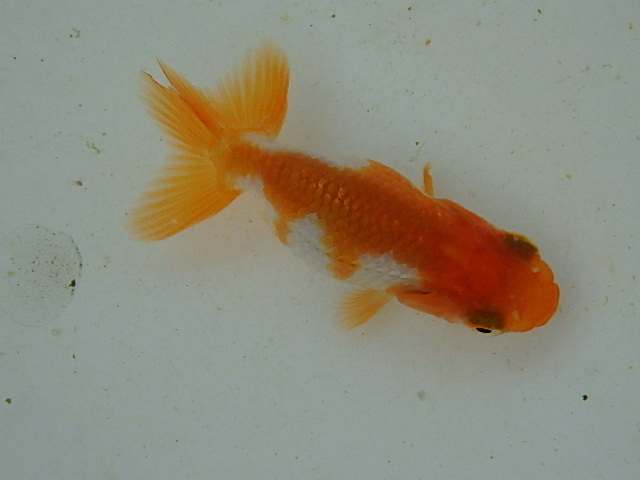 f0334143_911112.jpg