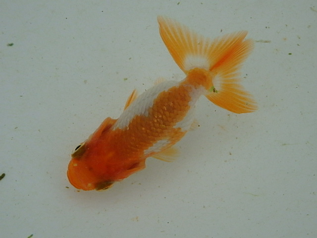 f0334143_9112126.jpg