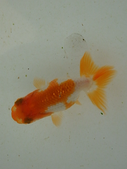 f0334143_911247.jpg