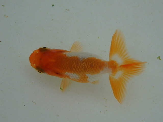 f0334143_9113034.jpg