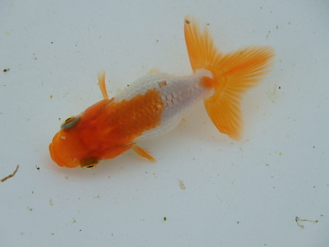 f0334143_98479.jpg
