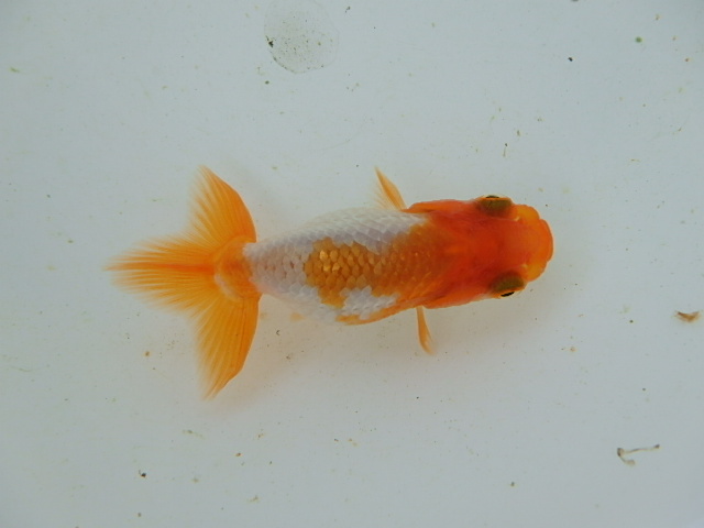 f0334143_98577.jpg