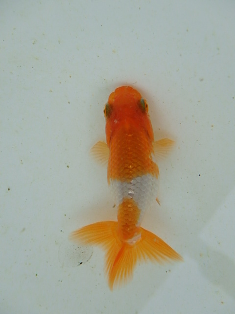 f0334143_992020.jpg