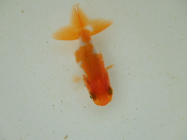 f0334143_992828.jpg