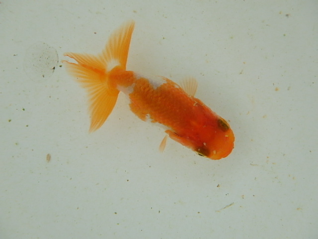 f0334143_993646.jpg