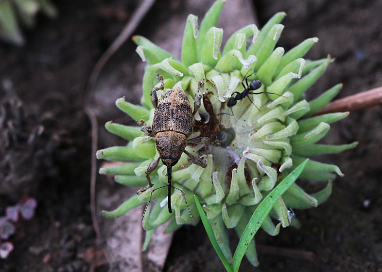 ゾウムシの季節 その他 : 公園昆虫記