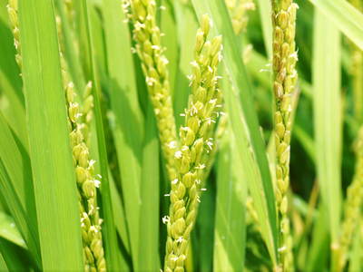 砂田米 今年も順調にお米の花が咲きました!_a0254656_17182185.jpg