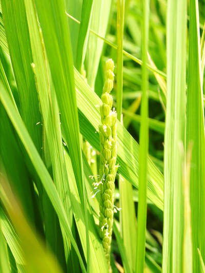 砂田米 今年も順調にお米の花が咲きました!_a0254656_1727885.jpg