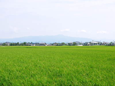砂田米 今年も順調にお米の花が咲きました!_a0254656_17301428.jpg