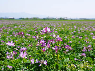 砂田米 今年も順調にお米の花が咲きました!_a0254656_1734731.jpg