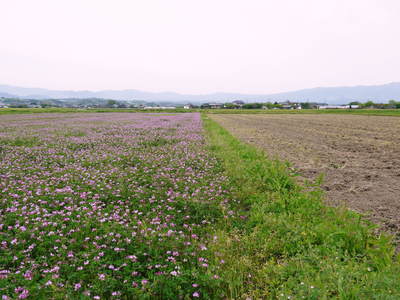 砂田米 今年も順調にお米の花が咲きました!_a0254656_18313688.jpg