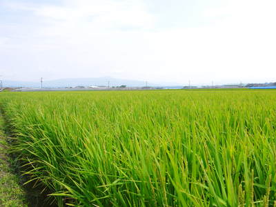 砂田米 今年も順調にお米の花が咲きました!_a0254656_1838214.jpg