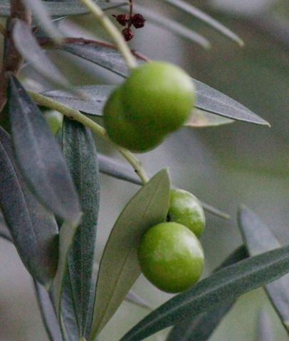a0248459_18392413.jpg