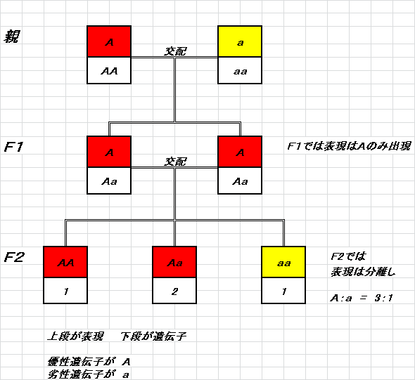 飼育格闘日記１８　メンデルの法則って...編_e0356962_14275149.png