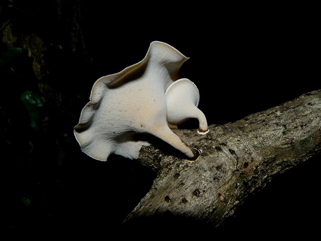 d0019074_97588.jpg