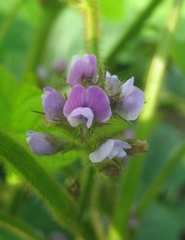 枝豆の花_f0076676_2181069.jpg